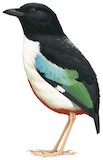 Ivory-breasted Pitta Illustration