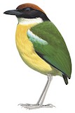 Black-faced Pitta Illustration