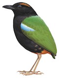 Rainbow Pitta Illustration