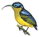 Common Sunbird-Asity Illustration