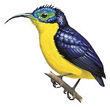 Yellow-bellied Sunbird-Asity Illustration