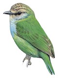 Grauer's Broadbill Illustration