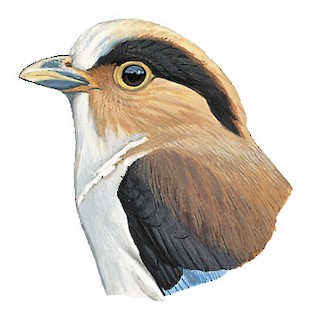 Serilophus lunatus lunatus