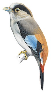 Serilophus lunatus polionotus