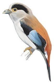 Serilophus lunatus rothschildi