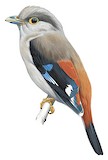 Grey-lored Broadbill Illustration