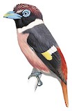 Wattled Broadbill Illustration