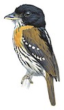 Rufous-sided Broadbill Illustration