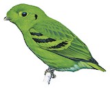 Green Broadbill Illustration