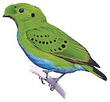 Hose's Broadbill Illustration