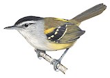 Yellow-rumped Antwren Illustration