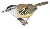 Rufous-rumped Antwren Illustration