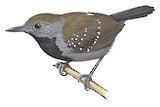 Black-throated Antbird Illustration