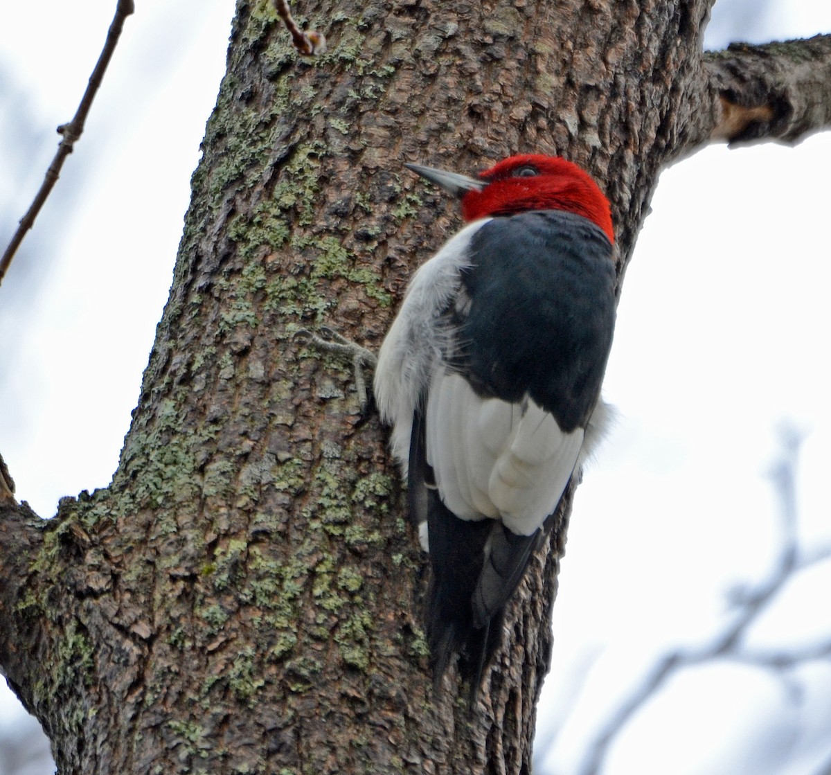 Red-headed Woodpecker - ML153009411