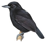 Black Bushbird Illustration