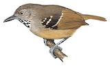 Checker-throated Stipplethroat Illustration