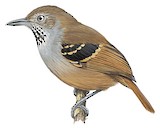 White-eyed Stipplethroat Illustration