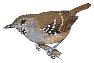 Epinecrophylla haematonota fjeldsaai