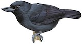 Recurve-billed Bushbird Illustration