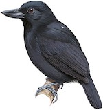 Rondonia Bushbird Illustration