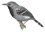 Narrow-billed Antwren Illustration