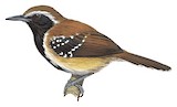 Rusty-backed Antwren Illustration