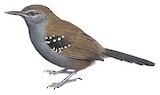 Marsh Antwren Illustration