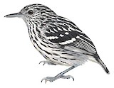 Amazonian Streaked Antwren Illustration