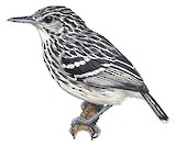 Stripe-chested Antwren Illustration