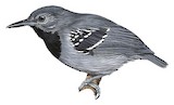 Long-winged Antwren Illustration