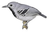 Band-tailed Antwren Illustration