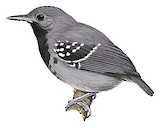 Ihering's Antwren Illustration