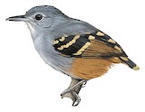 Rufous-bellied Antwren Illustration