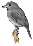 Dusky-throated Antshrike Illustration