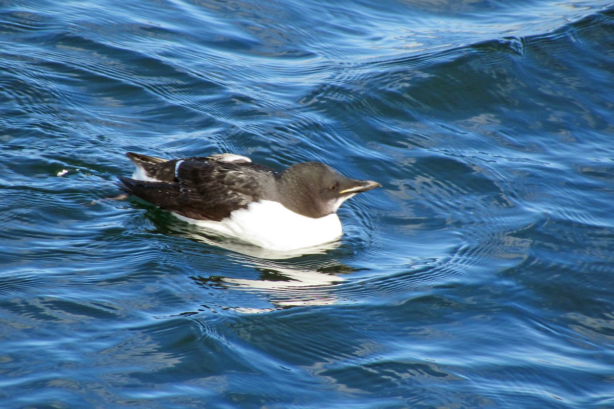 Thick-billed Murre - ML153011211