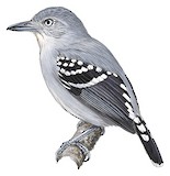 Pearly Antshrike Illustration