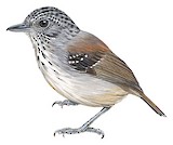 Streak-crowned Antvireo Illustration