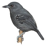 Plumbeous Antvireo Illustration