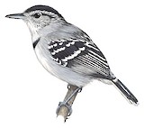 Pectoral Antwren Illustration