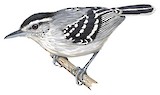 Large-billed Antwren Illustration