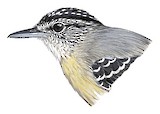 Yellow-breasted Antwren Illustration