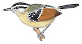 Rufous-margined Antwren Illustration