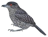 Fasciated Antshrike Illustration