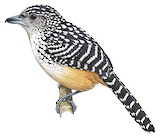 Spot-backed Antshrike Illustration