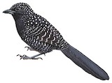 Large-tailed Antshrike Illustration