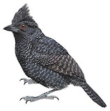 Undulated Antshrike Illustration