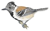 Black-crested Antshrike Illustration