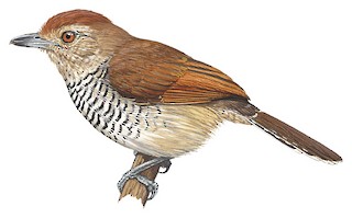 Thamnophilus ruficapillus ruficapillus