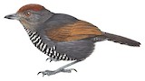 Rufous-capped Antshrike Illustration