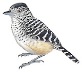 Chapman's Antshrike Illustration